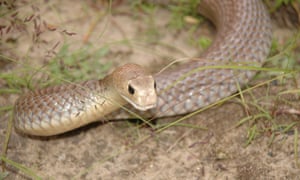  Young woman dies of snake bite due to untreated time | वेळेत उपचार न झाल्याने युवतीचा सर्पदंशाने मृत्यू