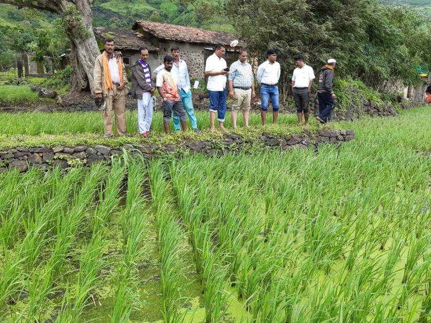 Disease on crops in Y taluka due to heavy rainfall | अतिवृष्टीमुळे वाई तालुक्यातील पिकांवर रोग