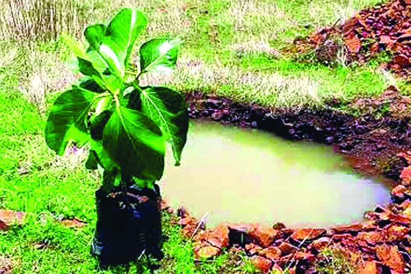 Tree plantation campaign stopped due to lack of rain | पावसाने ओढ दिल्याने वृक्षलागवड मोहिमेसही लागला ‘ब्रेक’!