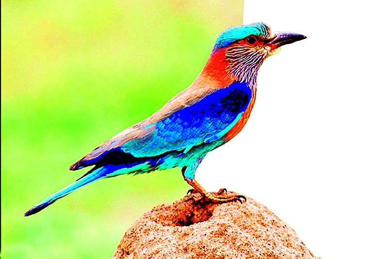 Will 'bird of the natives' become 'Indian Nilpanch'? | वर्ध्यांचा पक्षी ठरणार ‘भारतीय निलपंख’?