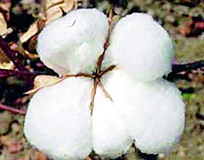 Cotton prices rise in the end of the season | हंगाम संपण्याच्या तोंडावर वणीत कापसाची भाववाढ