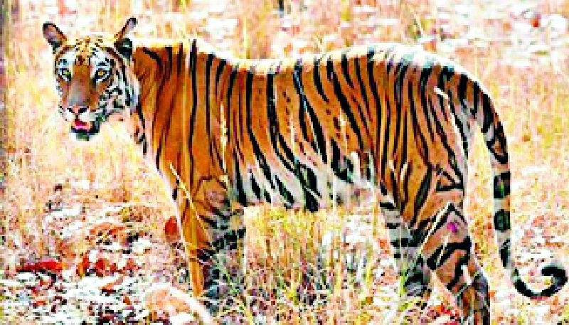 Terror of tigers in Sankarkwada taluka | पांढरकवडा तालुक्यात वाघाची दहशत