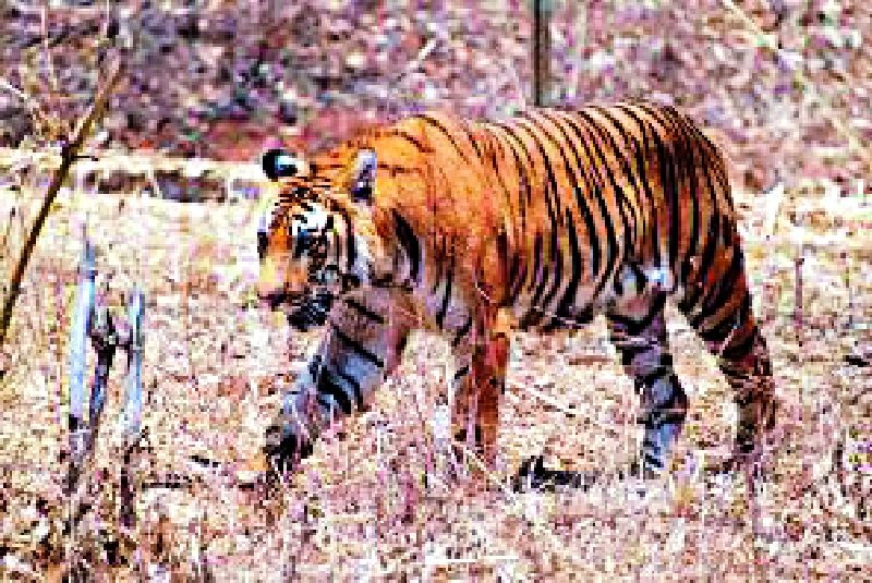 Tiger shooter out of Nawab Jungle | वाघाचा शूटर नवाब जंगलाबाहेर
