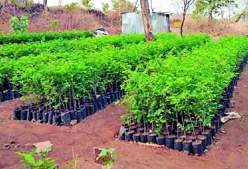 Tree plantation target in Pusad region is 18 crores | पुसद विभागात वृक्ष लागवड उद्दिष्ट १८ कोटी
