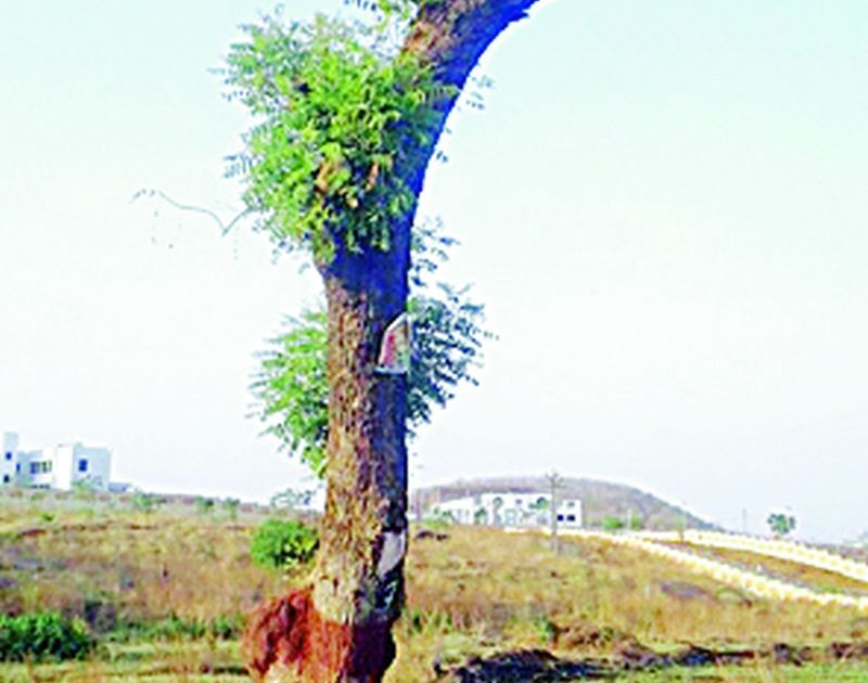 Replaced tree breaks down | पुनर्रोपित वृक्षाला फुटली पालवी