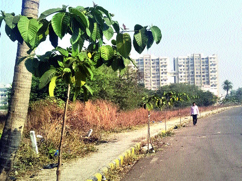 The risks to the trees on the Shree Shree Ravishankar road | श्रीश्री रविशंकर मार्गावरील  झाडांना संरक्षणाअभावी वाढलेल्या धोका