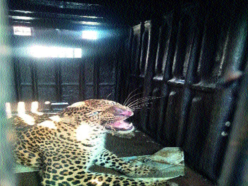  Leopard girl Zerband in Chadgaon Shivar | चाडेगाव शिवारात बिबट्याची मादी जेरबंद