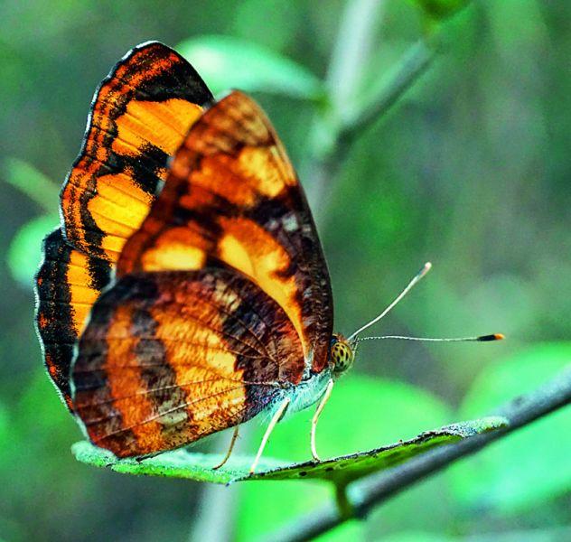 Nakhava butterfly for the first time in the sub- capital | उपराजधानीत पहिल्यांदाच नाखवा फुलपाखराची नाेंद