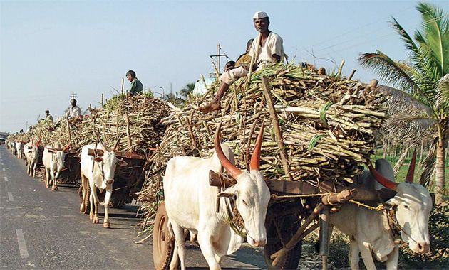Sugarcane prices fixed under pressure of Uttar Pradesh sugar lobby | उत्तर प्रदेशातील साखर लॉबीच्या दबावातच ठरतात ऊसाचे दर