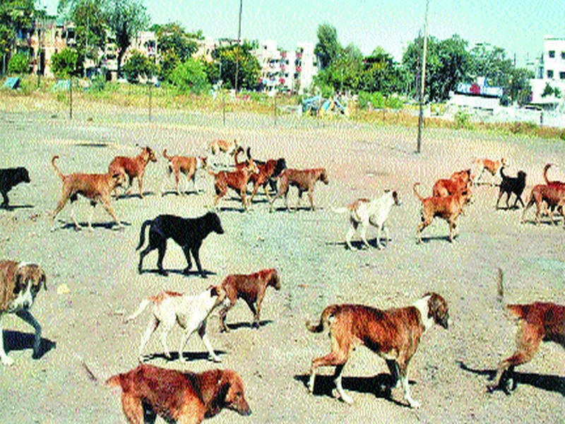  Nudge of nagging dogs in CIDCO area | सिडको परिसरात भटक्या कुत्र्यांचा उपद्रव