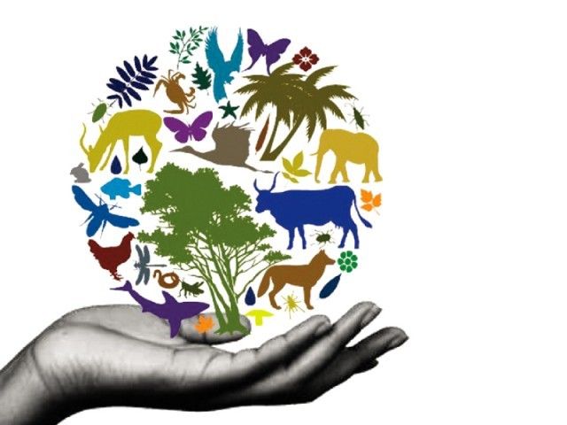 International Biodiversity Day; ignorance for formation of committee at municipal level | आंतरराष्ट्रीय जैवविविधता दिन; महापालिकास्तरावर समिती स्थापन करण्याबाबत अनास्था