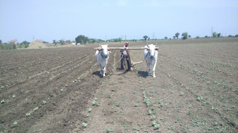 Four lakh 10 thousand 684 farmers of the state will get subsidy | राज्यातील चार लाख दहा हजार ६८४ शेतकऱ्यांना अनुदान मिळणार