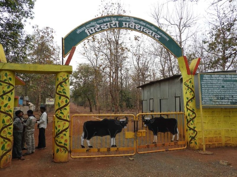 Thousands of tourists leave forest tourism at Navegaon project in Gondia | गोंदियातील नवेगाव प्रकल्पात हजारो पर्यटक वन पर्यटनाला मुकले