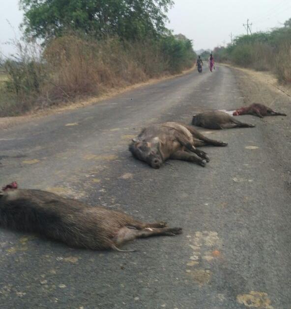 Four wild boars dead on the Tehogaw-Kothari road in Chandrapur district | अज्ञात वाहनाच्या धडकेत चंद्रपूर जिल्ह्यात चार रानटी डुक्कर ठार