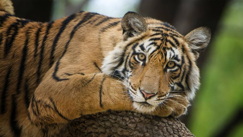 19 crore to protect tigers in Vidarbha | विदर्भातील वाघांच्या संरक्षणासाठी १९ कोटी