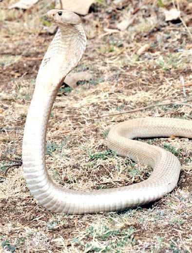 The white snake found for the first time in Wardha district | वर्धा जिल्ह्यात प्रथमच आढळला पांढरा नाग