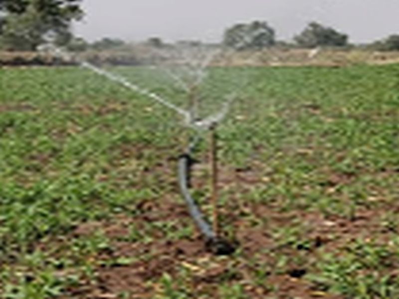Fodder cultivation on Tushar irrigation to provide livestock to the farmers | पाणीटंचाईत गुरे जगविण्यासाठी तुषार सिंचनावर चारा पिकांची बागायत