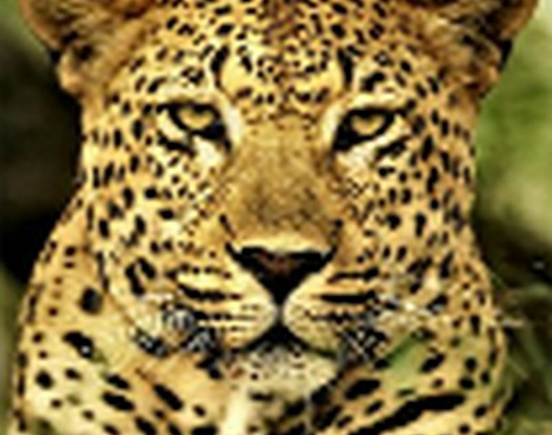 Leopard poaching at Chinchkhede | चिंचखेडे येथे बिबट्याचा धुमाकूळ