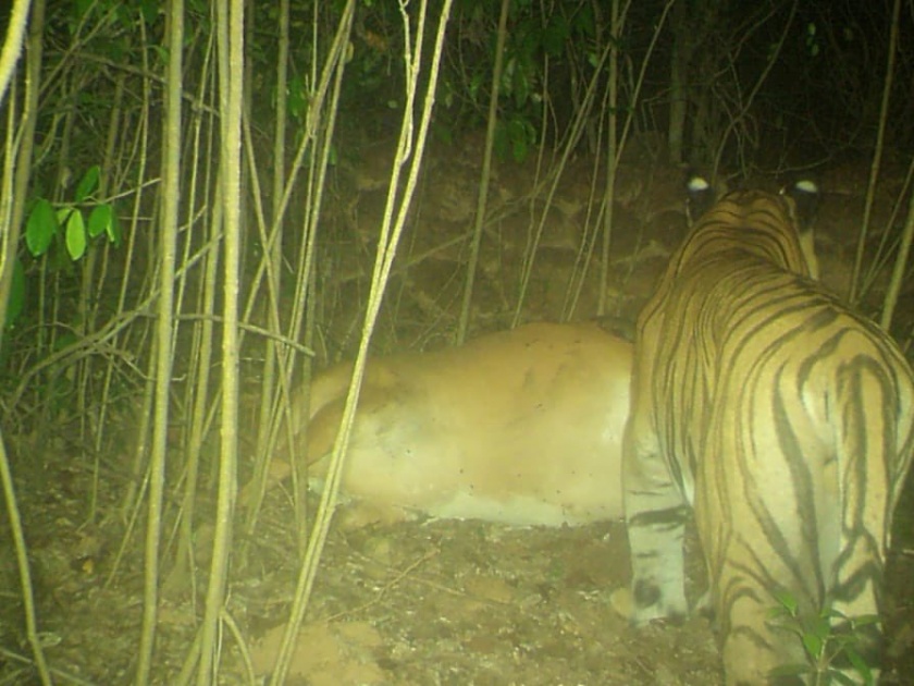 The entire tiger family reappeared at Fondaghat | फोंडाघाटात वाघाच्या संपूर्ण परिवाराने पुन्हा दिले दर्शन