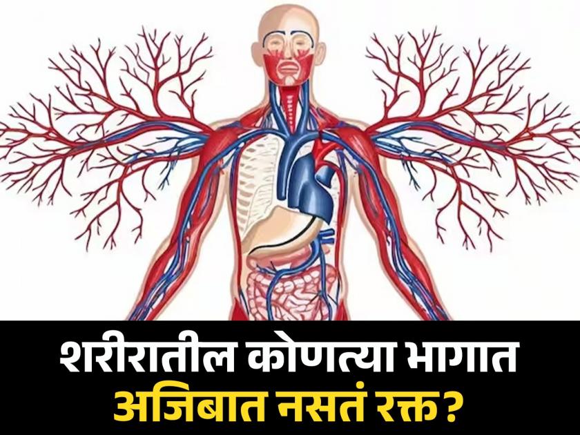 There is an organ in the body that does not have blood, so how does it work? | शरीरातील एक असा अवयव असतो ज्यात नसतं रक्त, मग त्याचं काम कसं चालतं?