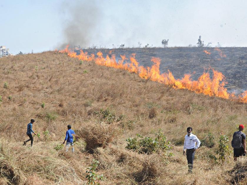 Social forestry trees in Sheda Park burned | शेडा पार्कातील सामाजिक वनीकरणाची झाडे जळाली,लाखो रुपयांचे नुकसान