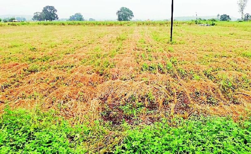 Soybean custard with return rains | परतीच्या पावसाने सोयाबीन गारद