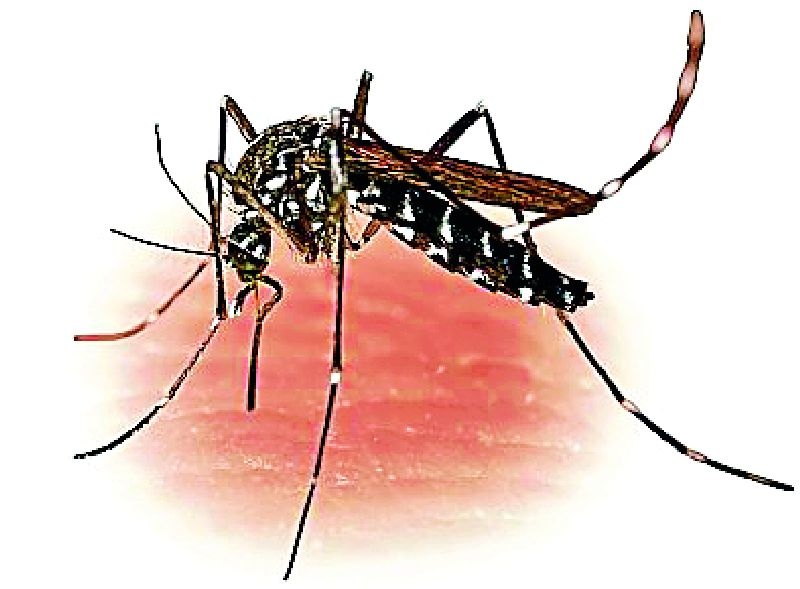 Fear of dengue increases due to mosquitoes | डास वाढल्याने डेंग्यूची भीती