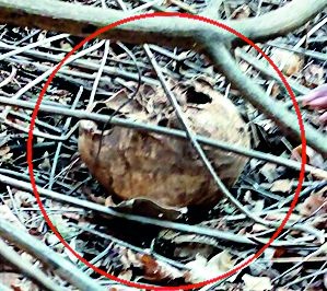 Human bones found in Poppethed forest | पोपटखेडच्या जंगलात आढळली मानवी हाडे