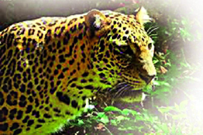 Leopard sightings in Mahadevkhori area | महादेवखोरी भागात बिबट्याचे दर्शन