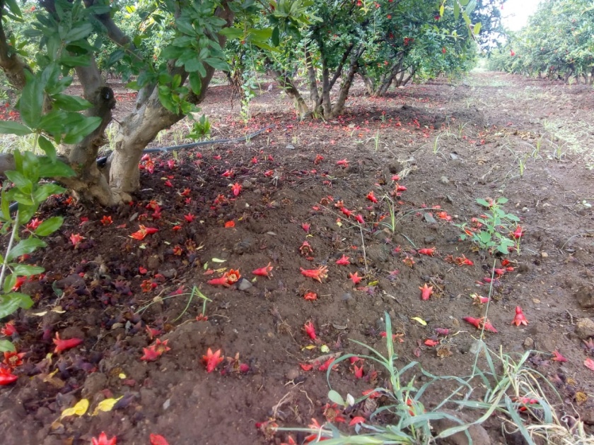 Damage of pomegranate orchards in Atpadi taluka | आटपाडी तालुक्यात डाळिंब बागांचे नुकसान