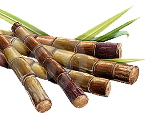 Do not turn on the sludge unless disclosing sugarcane | ऊसदर जाहीर केल्याशिवाय गळीत चालू करू नका