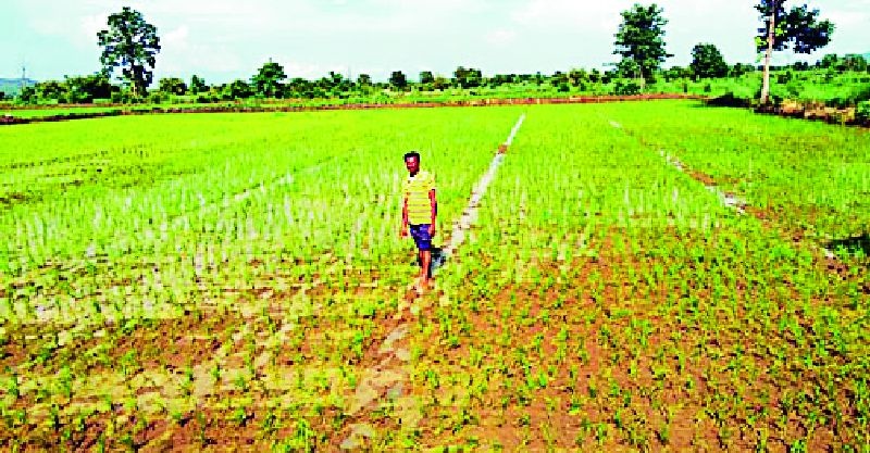 Paddy planting on 1.5 lakh hectares was delayed | सव्वा लाख हेक्टरवरील भात रोवणी रखडली