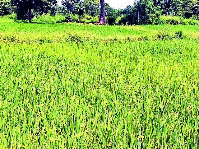 Livelihood of paddy crop | धान पिकाला जीवदान