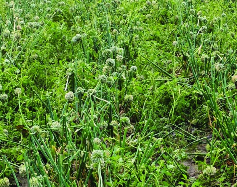 Buldhana : Onion seed growers hit by unseasonal rain again | कांदा बीजोत्पादकांच्या मानगुटीवर पुन्हा ‘अवकाळी’!