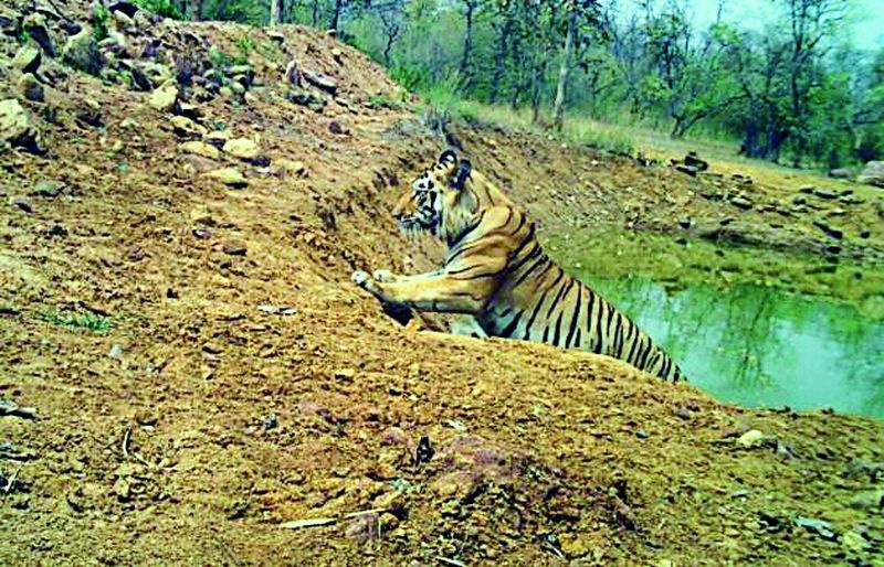 Tiger resides in Shivani forest | शिवणी जंगलात वाघाचे वास्तव्य