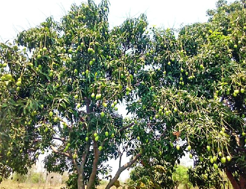Embrace the trunk of the mangrove mangrove | डोंगरगावातील आंब्यांची खवय्यांना भुरळ