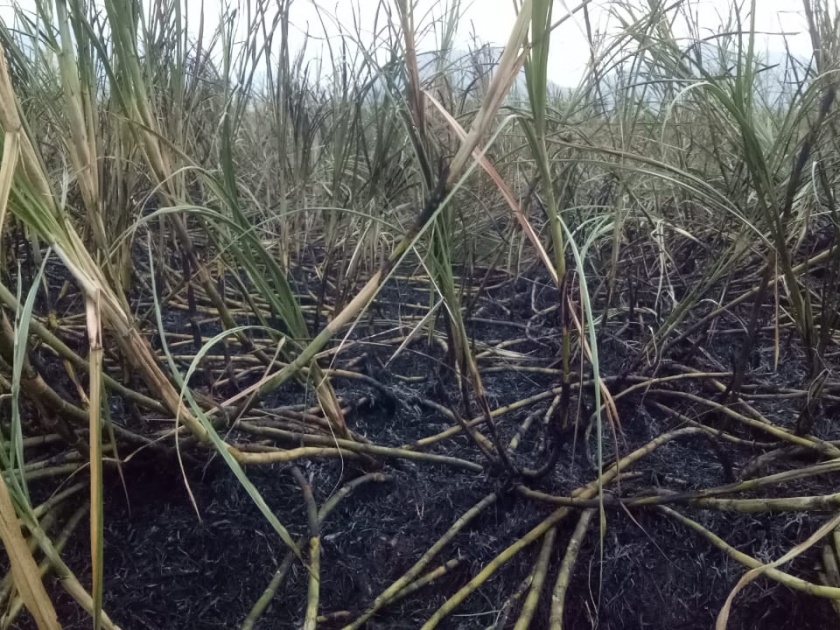 MSEDCL is responsible for the burning of sugarcane | ऊसशेती जळीत घटनेस महावितरण कंपनी जबाबदार