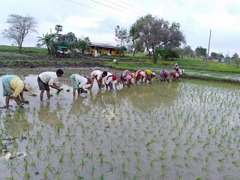 Farmers satisfied with incessant rains | संततधार पावसामुळे शेतकरी समाधानी