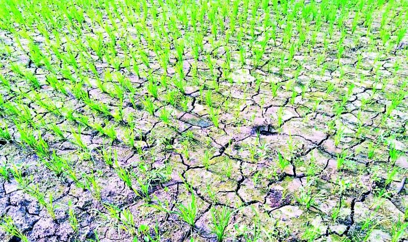Divide the irrigated farmland due to lack of water | रोवणी केलेल्या शेतजमिनीला पाण्याअभावी पडल्या भेगा