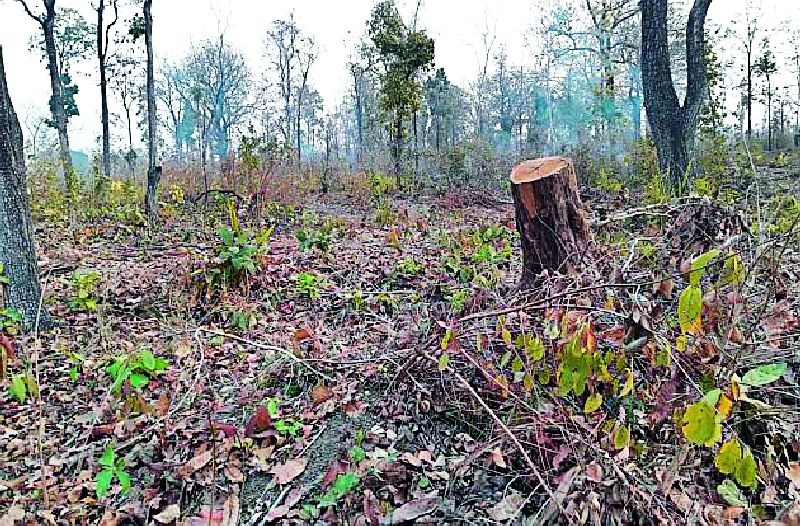 Due to illegal encroachment, the area of forest land is reduced | अवैध अतिक्रमणामुळे वनजमिनीचे क्षेत्र होतेय कमी