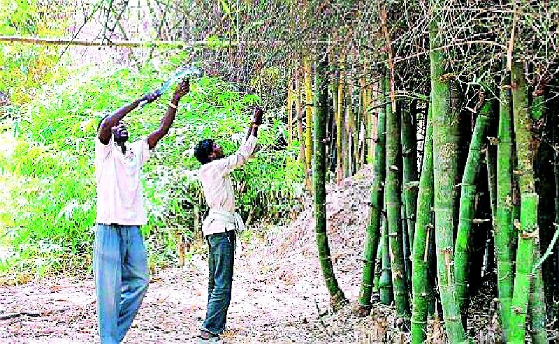Bamboo harvesting in 335 cells | ३३५ कक्षांमध्ये बांबू कटाई होणार
