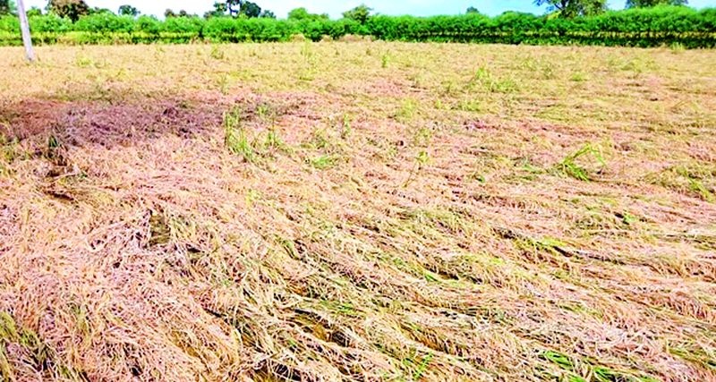 Return rains damage crops in 1400 hectares | परतीच्या पावसाने १४०० हेक्टरमधील पिकांचे नुकसान