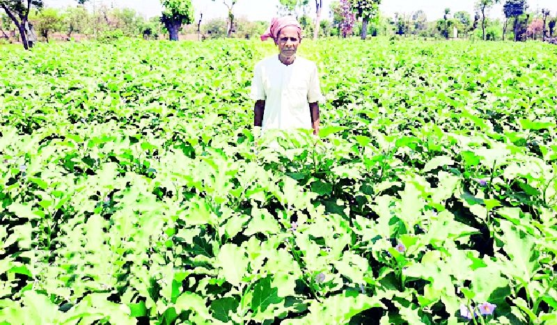 Income of Rs. 4 lakhs taken from one and half acre farm | दीड एकर शेतीत घेतले चार लाखांचे उत्पन्न