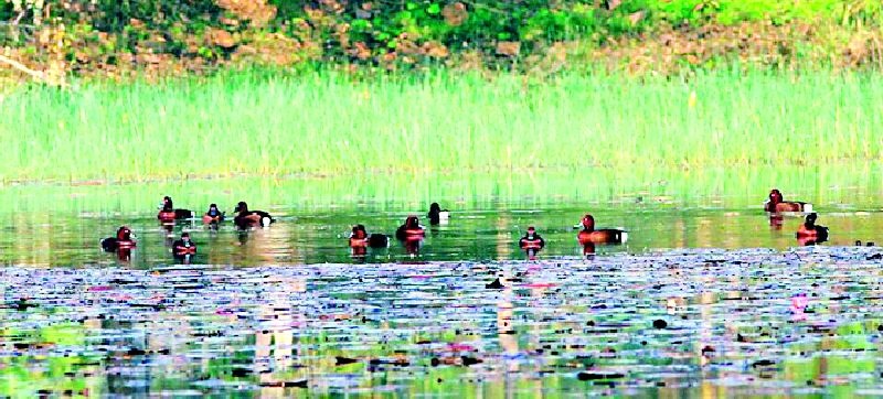 Gondia district is home to migratory birds | स्थलांतरित पक्ष्यांचे माहेरघर असलेला गोंदिया जिल्हा