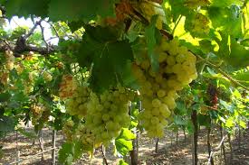 Fraud of grape growers | द्राक्ष उत्पादकांची फसवणूक