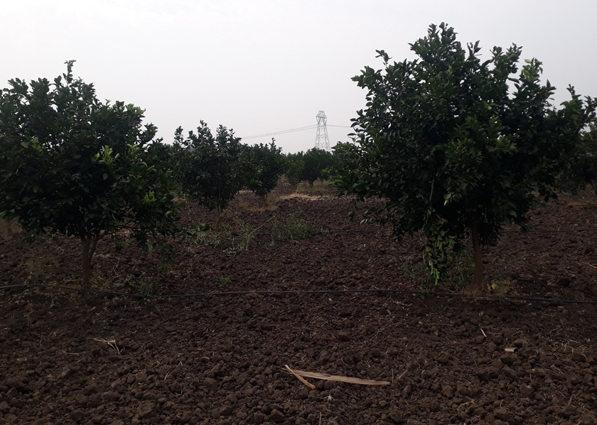 Plantation of orchards, agrochemicals department | फळबागा लागवड करा, कृषी विभागाचा तगादा