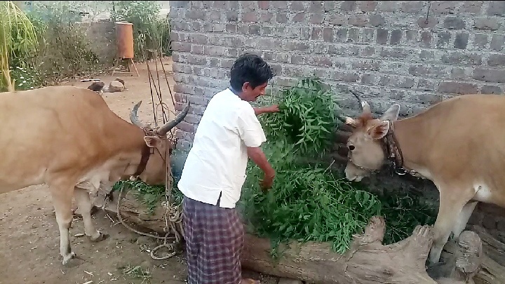Neemgava animals bring neem cake | नांदगावला जनावरांना कडुनिंबाचा पाला