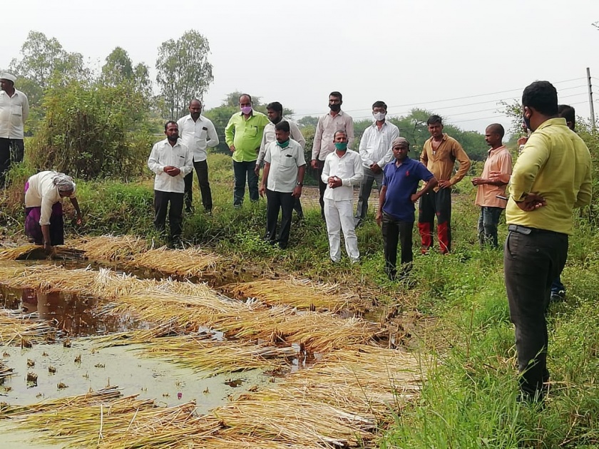 Major damage to paddy crop in Barshingway area | बारशिंगवे परीसरात येथे भात पिकाचे मोठे नुकसान