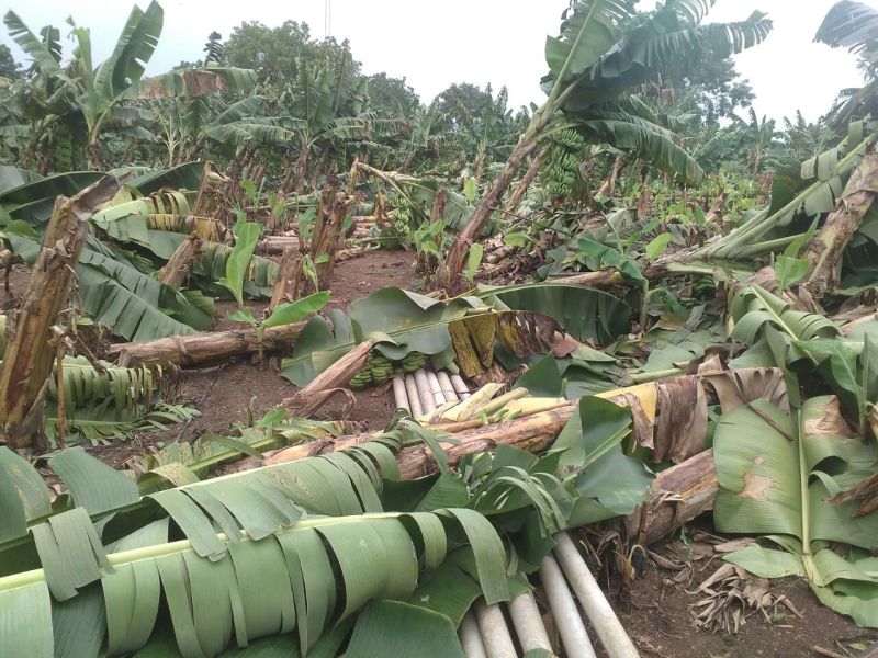 Crop damage due to back rain | परतीच्या पावसामुळे पिकांचे नुकसान