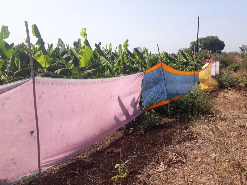  Farmer's struggle for protection in Banana Baga Crisis, due to the increase in temperature | तापमानवाढीमुळे केळी बागा संकटात, संरक्षणासाठी शेतकऱ्यांची धडपड